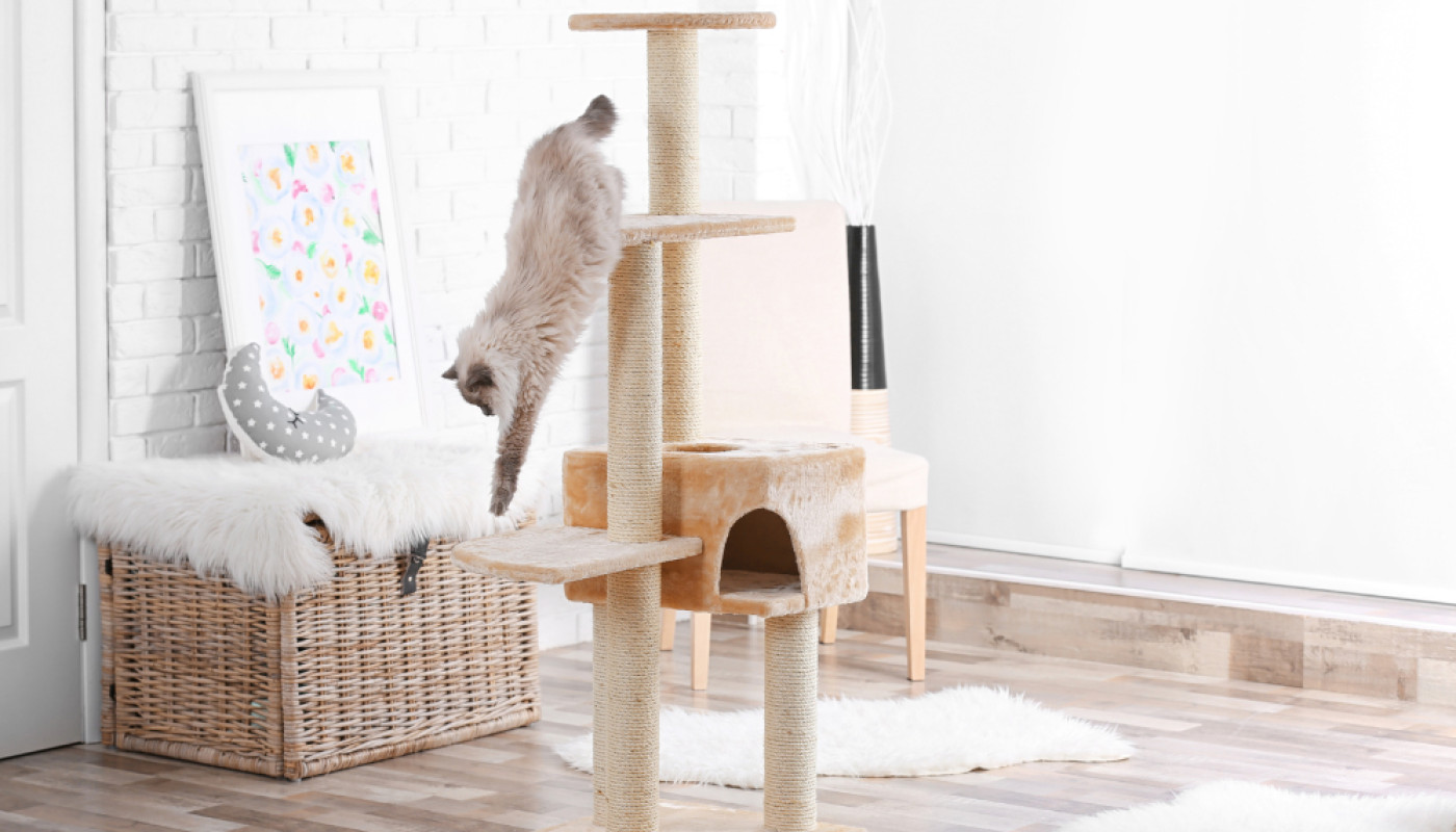 Chat - Petit arbre à chat : un espace de jeu et de repos indispensable pour votre compagnon