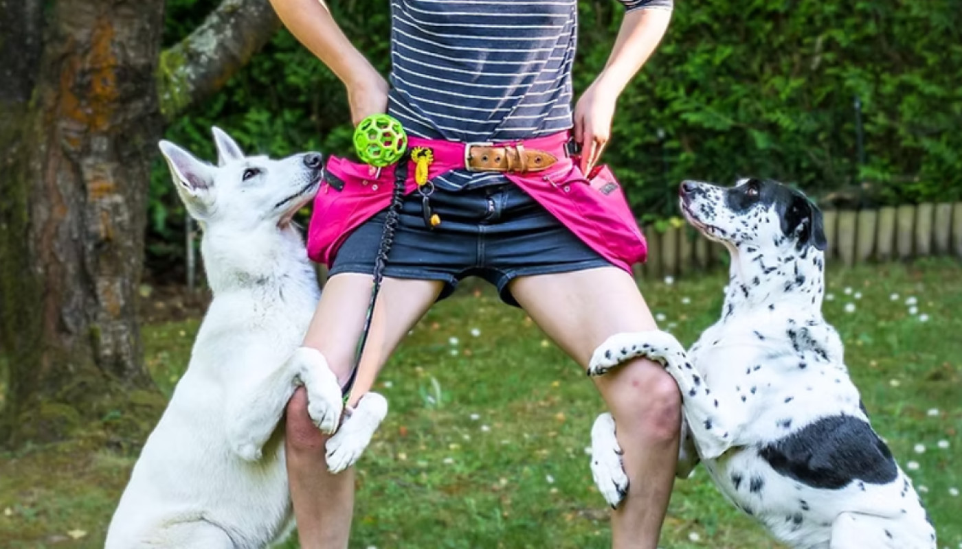 Chiens - Laboa : voici la meilleure ceinture à poches pour l’éducation canine !