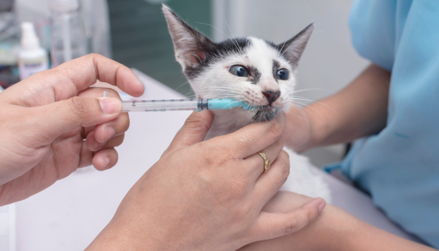 Animaux domestiques - Labo Demeter, le laboratoire vétérinaire de confiance pour trouver des vermifuges pour animaux
